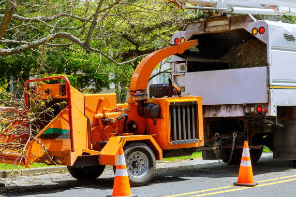 Best Tree Preservation Services  in Glasgow, OR