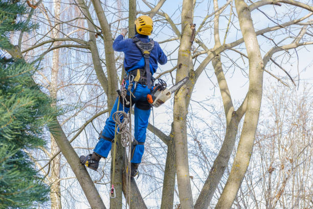 Best Lawn Pest Prevention  in Glasgow, OR