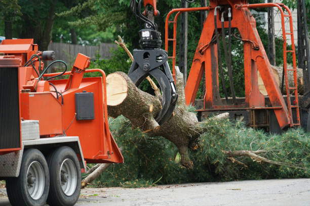 Best Lawn Disease Treatment  in Glasgow, OR