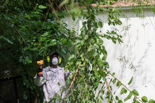 Best Emergency Tree Removal  in Glasgow, OR