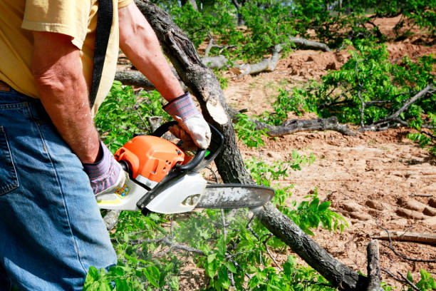 Best Tree Mulching  in Glasgow, OR